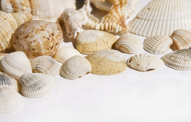 Seashells on white with ots of copy space