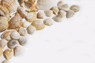 Seashells on white with ots of copy space