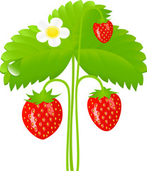 Vector illustration of ripe strawberry