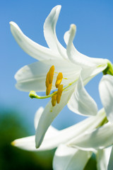 Obraz premium White lily