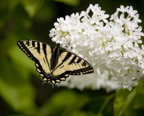 461 Swallowtail butterfly on Lilac