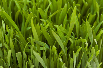 Fototapeta na wymiar Extreme close up of fresh grass blades