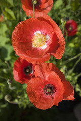 campagne,fleur : couple de coquelicots rouges