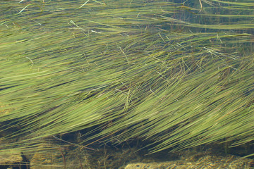 Rubanier dans un lac,Ariège,Pyrénées