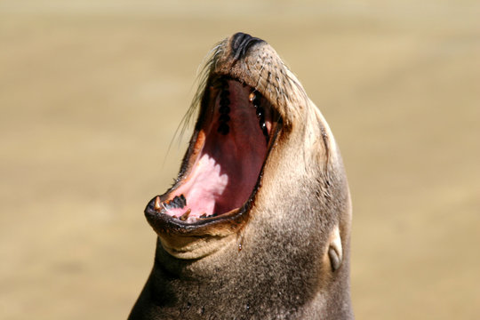 otarie de californie