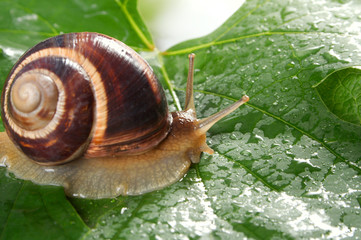 Snail