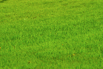 green juicy grass