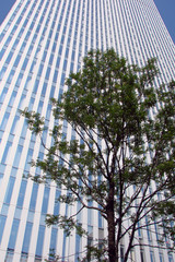 Fototapeta na wymiar Building et arbre