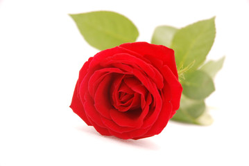 Red rose