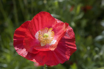 Naklejka premium kwiat: czerwony mak