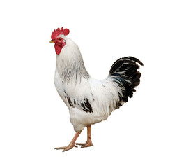 One white rooster