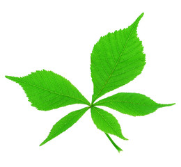 Naklejka na ściany i meble Green leaf4