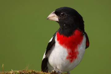 Rose-breasted Grosbeak Male Closeup