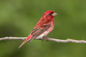 Male Purple Finch
