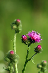 Blooming thistle