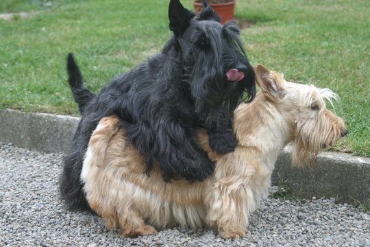 chien  Scottish qui copule