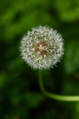 Close-up shot of dandelion - past blossom