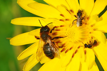 Bee on yellow flower