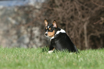 chien  Basenji qui tourne le dos