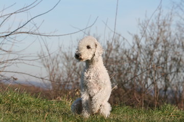 chien Bedlington terrier