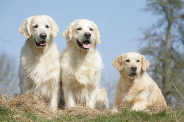 trois chien Golden retriever couché