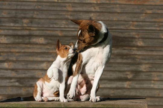 chien et chiot Basenji bisou