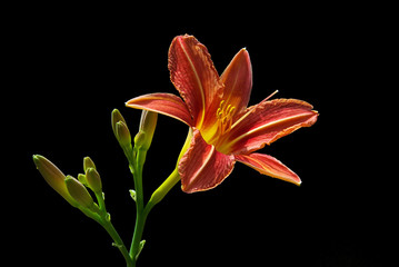 Taglilie - daylily 06 © LianeM