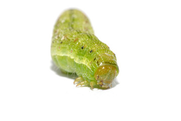 Caterpillar