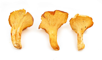 Cantharellus cibarius mushrooms chantarelle