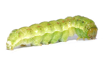 Caterpillar