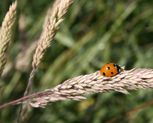 Marienkäfer