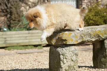 chien  Colley en situation