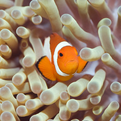 Tropical fish Clownfish