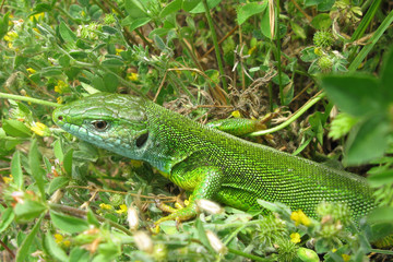 Green lizard European 