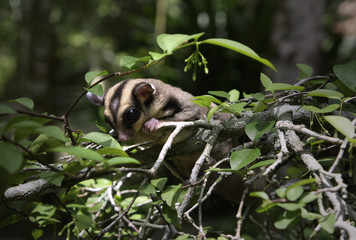 baby opossum in a tree 