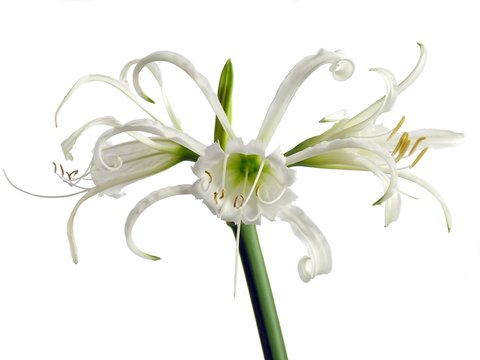 white flower of amarillis