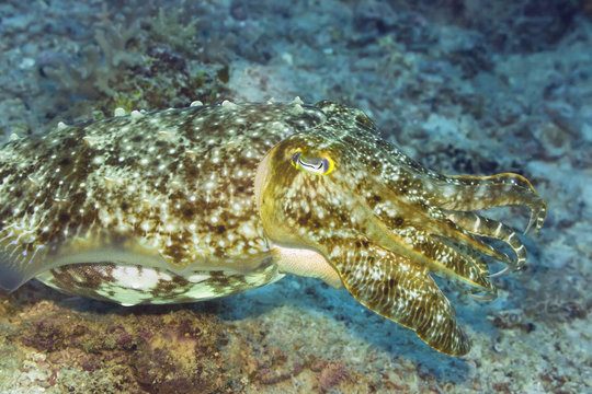Cuttlefish underwater
