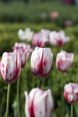  White and rose tulip on green plant