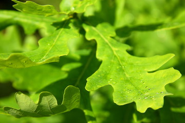 The young green oak leaves
