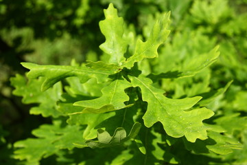 The young green oak leaves