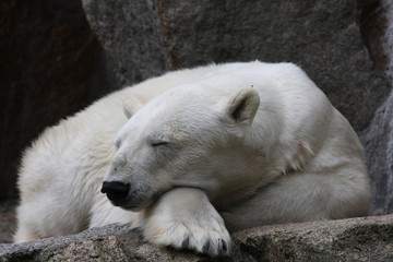 Naklejka premium polar bear at rest