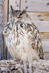 rapace