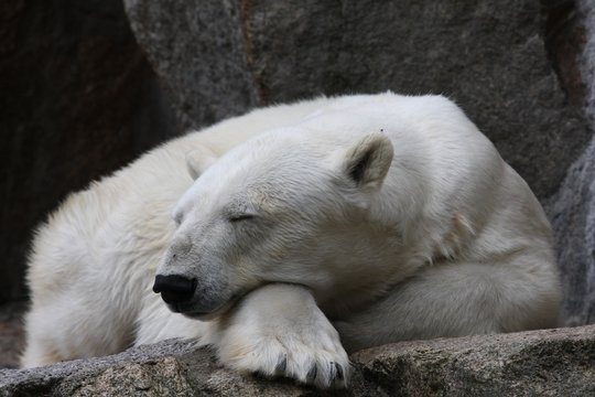 polar bear at rest