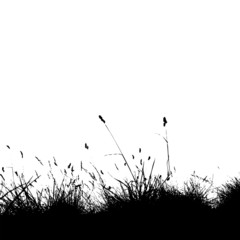 Grass silhouette, summer background