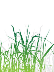 Fototapeta premium Grass silhouette green, summer background