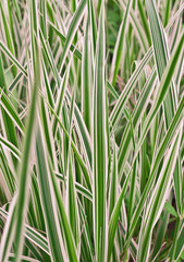 Carex variegata, grass