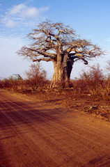 Obraz premium Baobab en Afrique du Sud