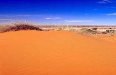 Fototapeta na wymiar Czerwone wydmy na pustyni Kalahari