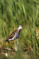 Wood Sandpiper 1