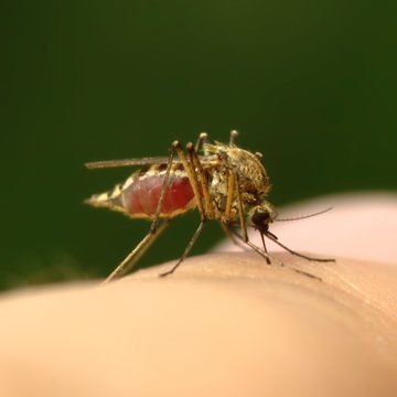 Feeding mosquito with human blood on finger 